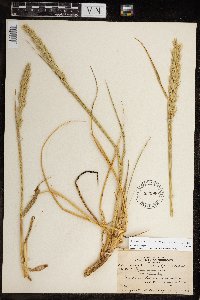 Leymus mollis subsp. villosissimus image