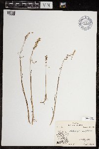 Arctophila fulva image