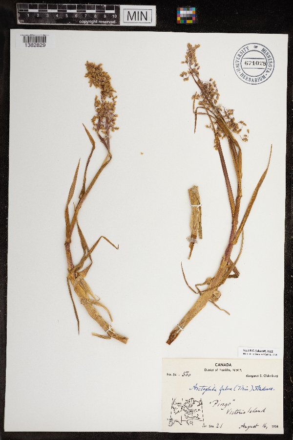 Arctophila fulva image