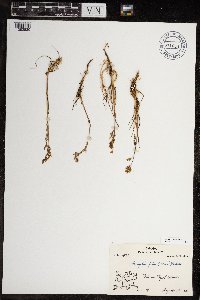 Arctophila fulva image