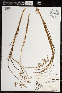 Arctophila fulva image