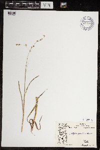 Arctophila fulva image