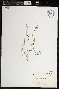 Arctophila fulva image