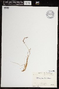 Arctophila fulva image