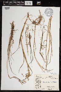 Arctophila fulva image