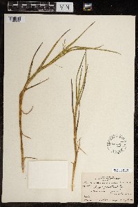 Arctophila fulva image