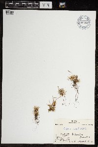 Festuca brachyphylla image