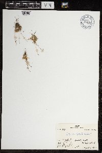 Festuca brachyphylla image