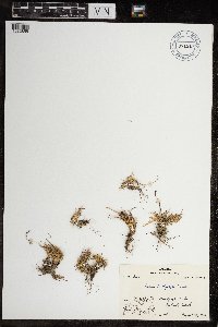 Festuca brachyphylla image