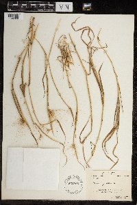 Hordeum jubatum image
