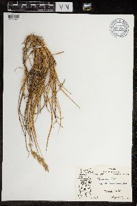Leymus mollis subsp. villosissimus image