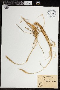 Leymus mollis subsp. villosissimus image