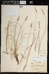 Calamagrostis stricta image