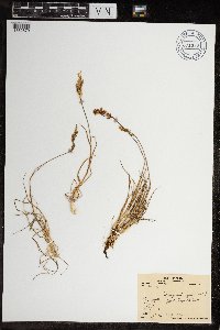 Calamagrostis stricta image