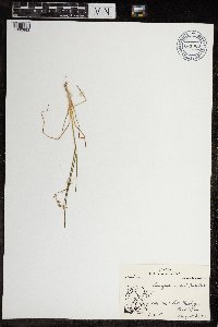 thumbnail image of current specimen