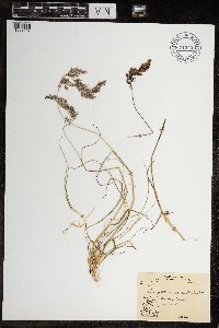 Calamagrostis stricta image