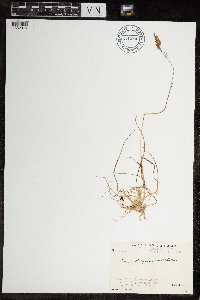 Calamagrostis stricta image
