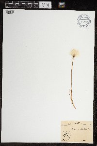 Media resource of Eriophorum scheuchzeri