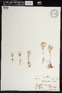 Eriophorum scheuchzeri image