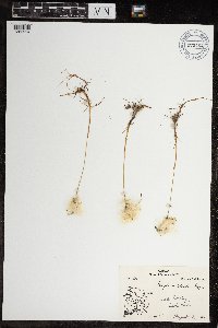 Eriophorum scheuchzeri image