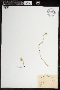 Eriophorum scheuchzeri image