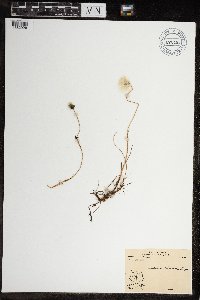 Eriophorum scheuchzeri image