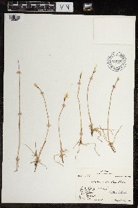 Eriophorum scheuchzeri image