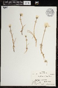 Eriophorum scheuchzeri image