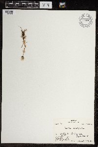 Eriophorum callitrix image