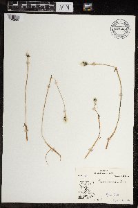 Eriophorum callitrix image