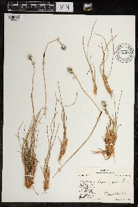 Media resource of Eriophorum vaginatum