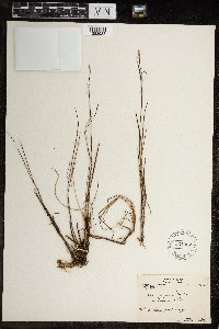 Carex magellanica image