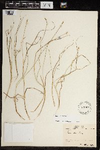 Carex interior image