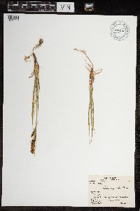 Media resource of Carex aquatilis