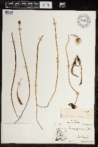 Image of Taraxacum phymatocarpum