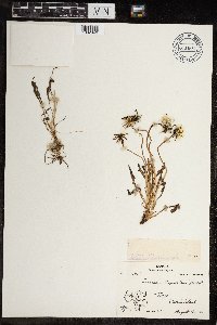 Image of Taraxacum hyparcticum