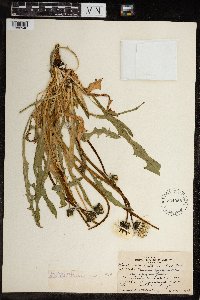 Image of Taraxacum lapponicum