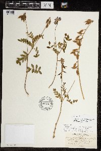 Astragalus robbinsii var. jesupii image