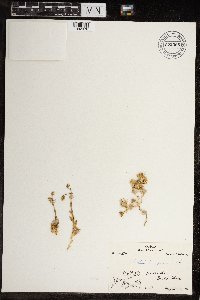 Cerastium beeringianum image