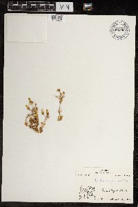 Cerastium beeringianum image