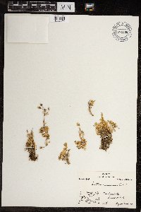 Cerastium beeringianum image