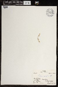 Cerastium beeringianum image