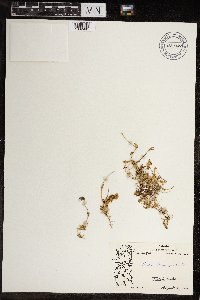 Cerastium beeringianum image