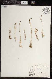 Cerastium beeringianum image