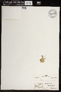 Cerastium beeringianum image