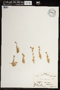 Cerastium beeringianum image