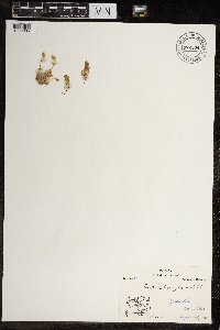 Cerastium beeringianum image