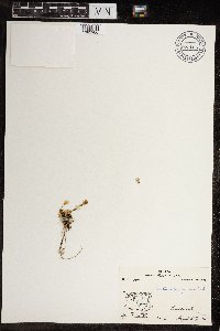 Cerastium beeringianum image