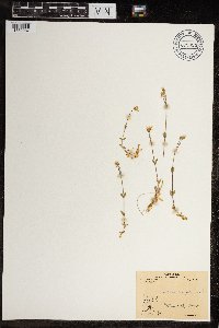 Cerastium beeringianum image