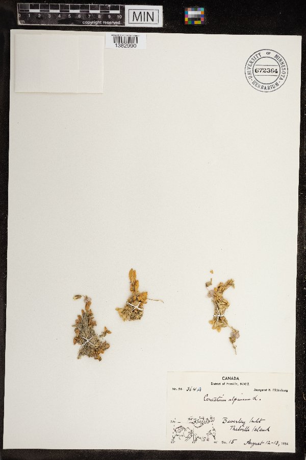 Cerastium arcticum image